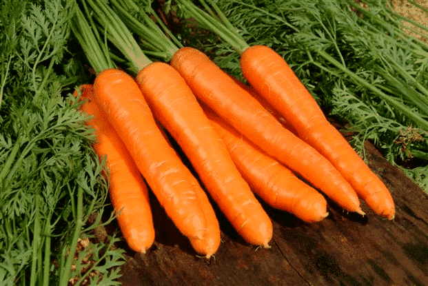 Les carottes sont un remède populaire populaire pour le traitement de la puissance masculine. 