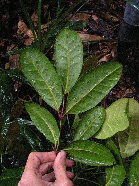 Une infusion à base de feuilles de catuaba augmentera la puissance avant les rapports sexuels