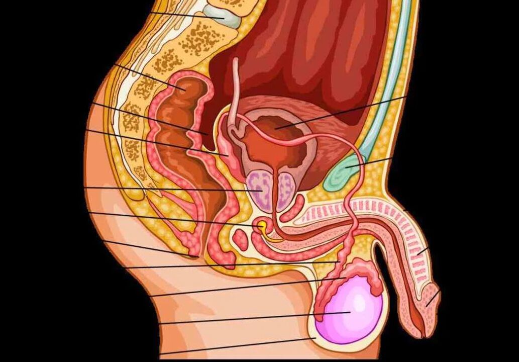 anatomie du pénis masculin