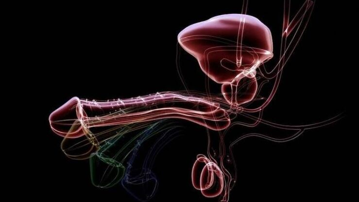 Pourquoi des pertes apparaissent-elles lorsque les hommes sont excités et est-ce normal 